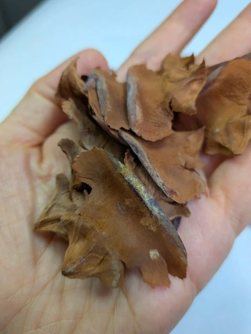 30 Real Cedar Rose Cones Natural Wooden Flowers Crafting & Wreath Supply